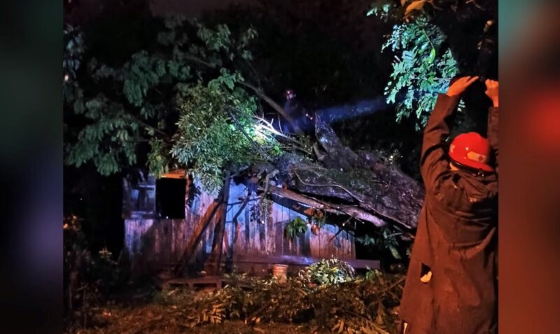 Árbol cayó casa en Oberá