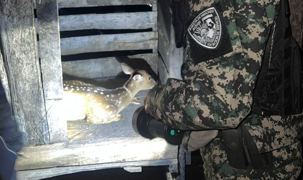 Rescate cierva Arroyo del Medio