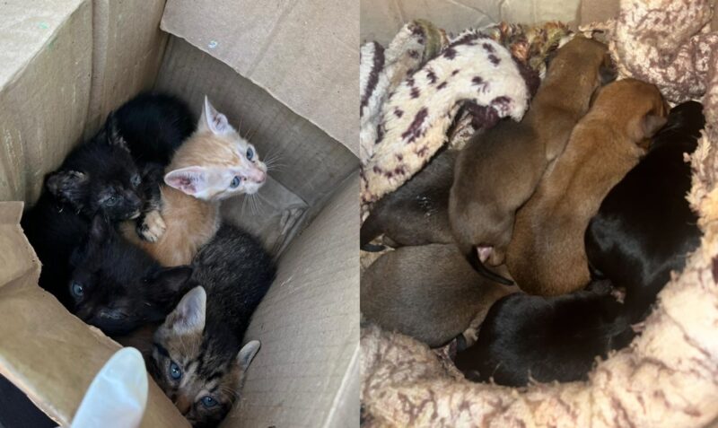 rescataron cachorros gatitos posadas jardin america