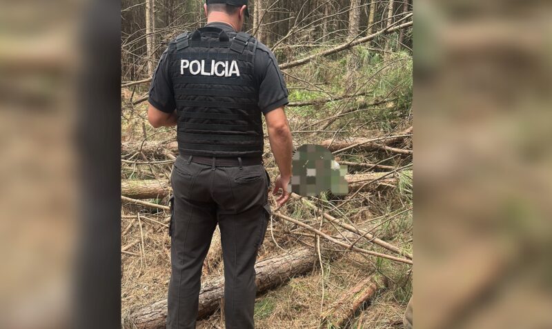 raleo aplastado arbol el soberbio