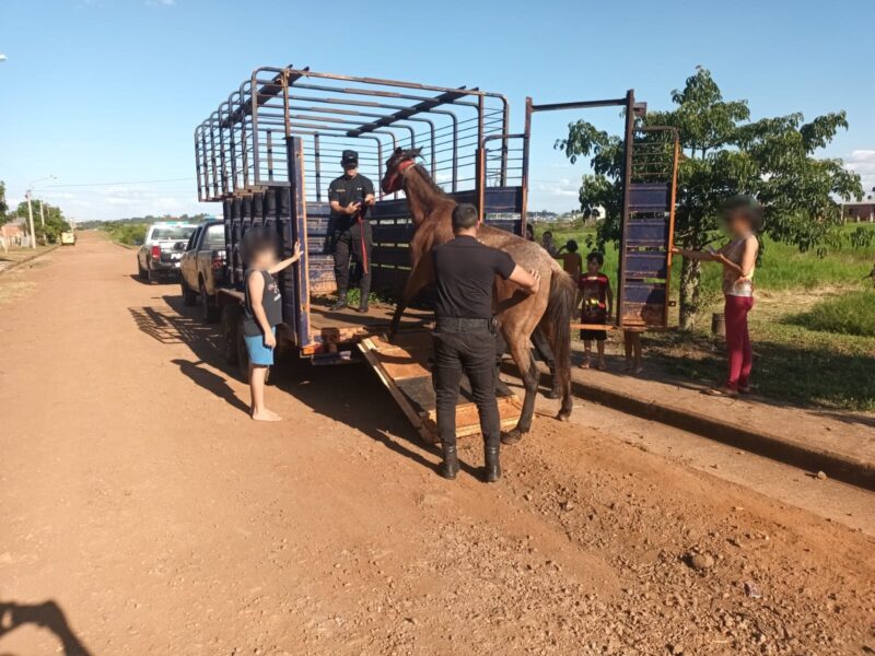 caballo maltrato itaembe