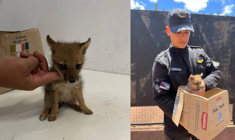 apostoles zorro perro