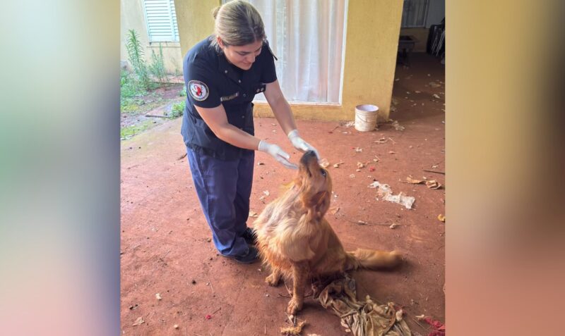 perro piscina posadas