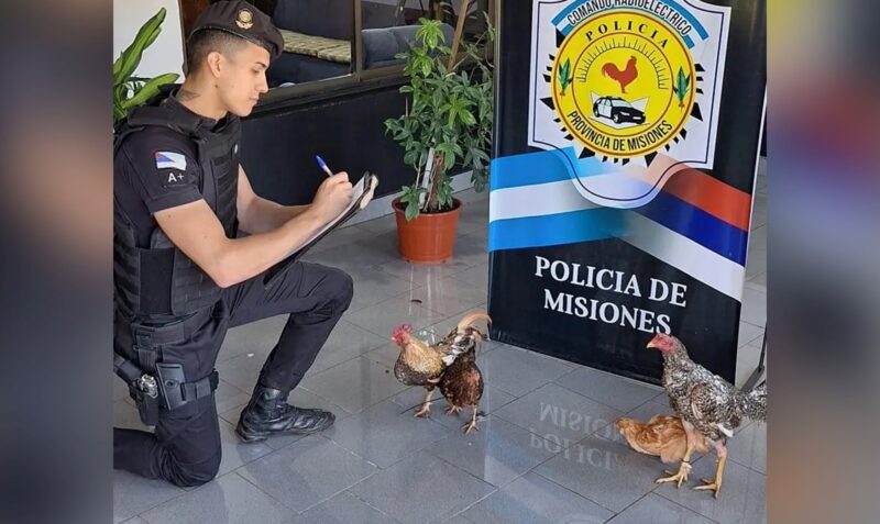 gallos gallinas obera