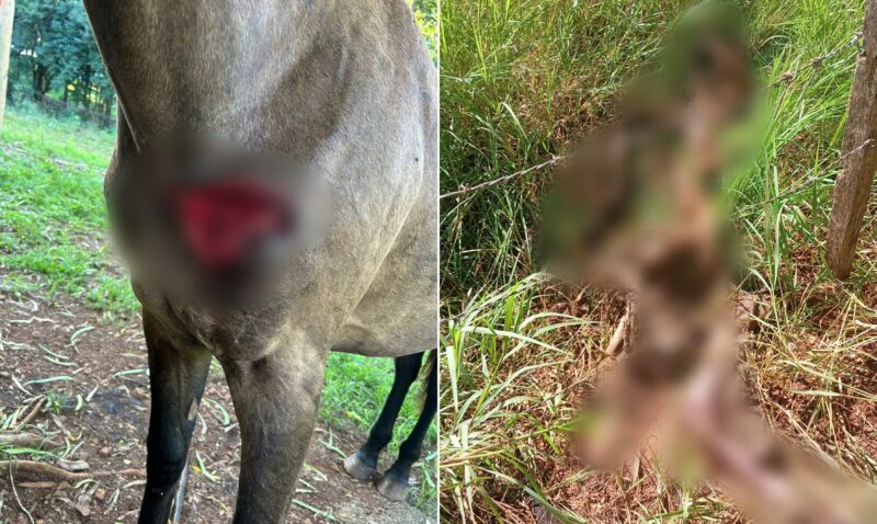 felinos Puerto Piray