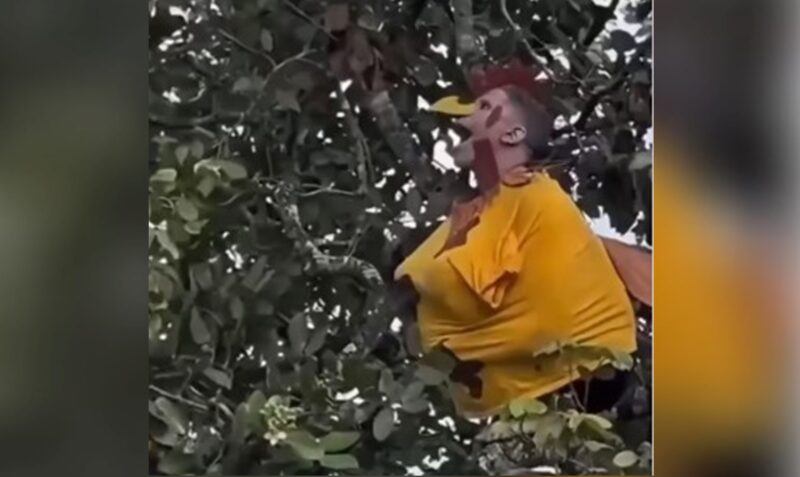 insólito Chaco joven therian árbol fractura rescate