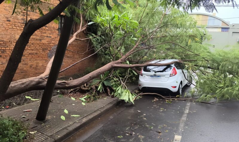 temporal Posadas ráfagas de viento árboles caídos daños materiales Policía de Misiones