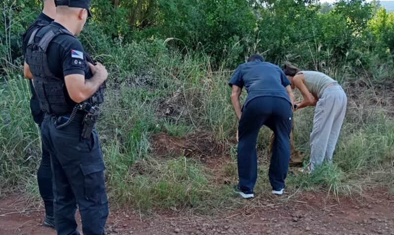 hallazgo yacaré 25 de Mayo Misiones restos óseos Ministerio de Ecología