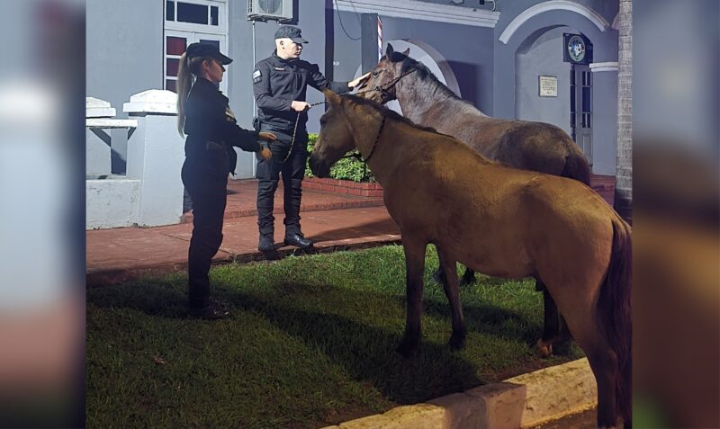 Caballos sueltos Alem