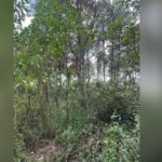 Puerto Esperanza: encontraron restos humanos en una zona de pinar