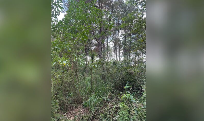 Hallazgo restos óseos Puerto Esperanza Ruta 12 pinar investigación