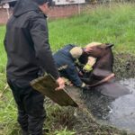 Candelaria: operativo de Bomberos y Policía para salvar a un equino atrapado