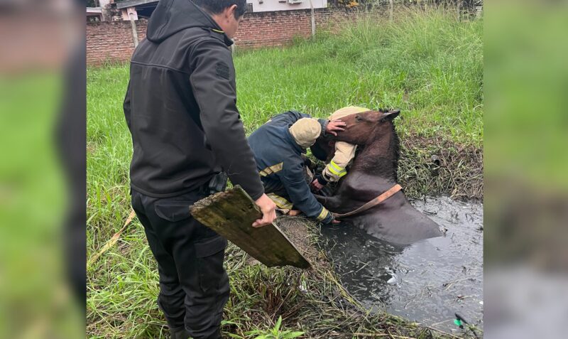 Rescate caballo Candelaria pozo de agua barrio San Jorge Bomberos Voluntarios