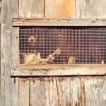 Indignación por mascotas encerradas: vecinos denuncian maltrato y piden rescate urgente