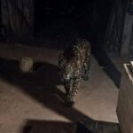 Almafuerte: Vecinos preocupados por un felino salvaje que mata ganado en la zona