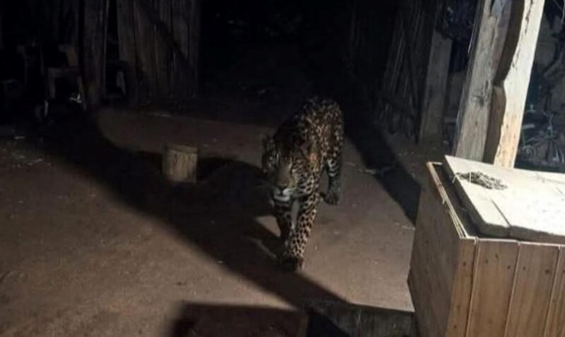 Felino Almafuerte ganado ataque puma yaguareté