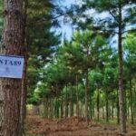 Salto genético en el sector forestal: logran aumentar casi un 50% la productividad de los pinos misioneros