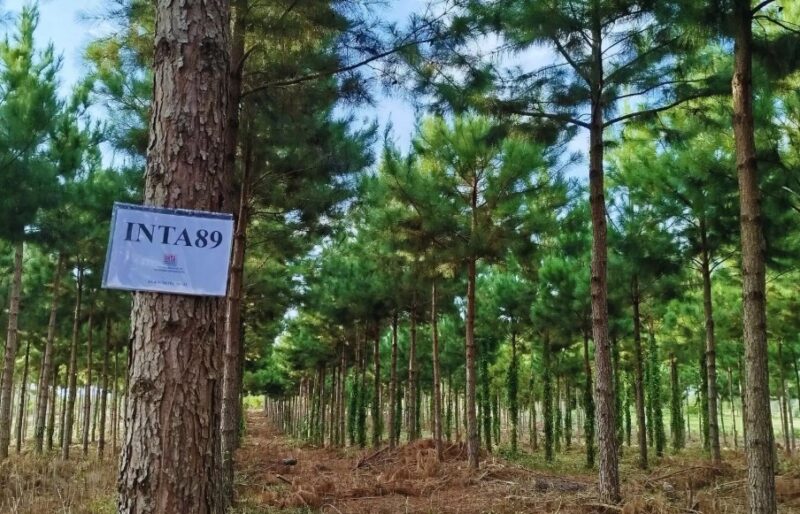 INTA Montecarlo pinos Misiones mejoramiento genético Pinus taeda híbrido