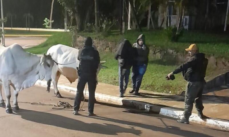 robo de ganado Almafuerte abigeato