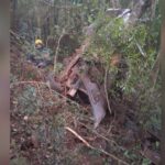 Un automóvil impactó contra los árboles a la vera de la Ruta Provincial 4