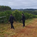 Investigaron el hallazgo de una menor sin vida en una plantación de Campo Ramón