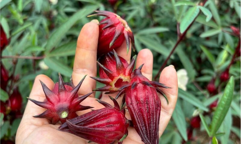 cultivo rosella Misiones INTA Cerro Azul manejo