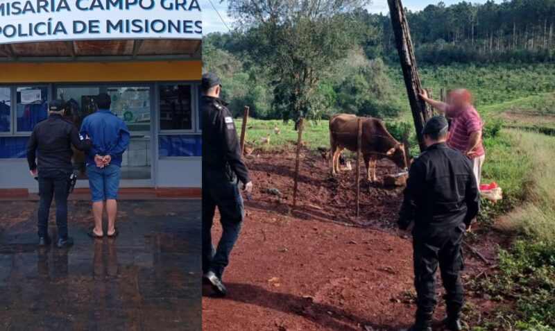 abigeato Campo Grande robo vacas Picada El Bolsón